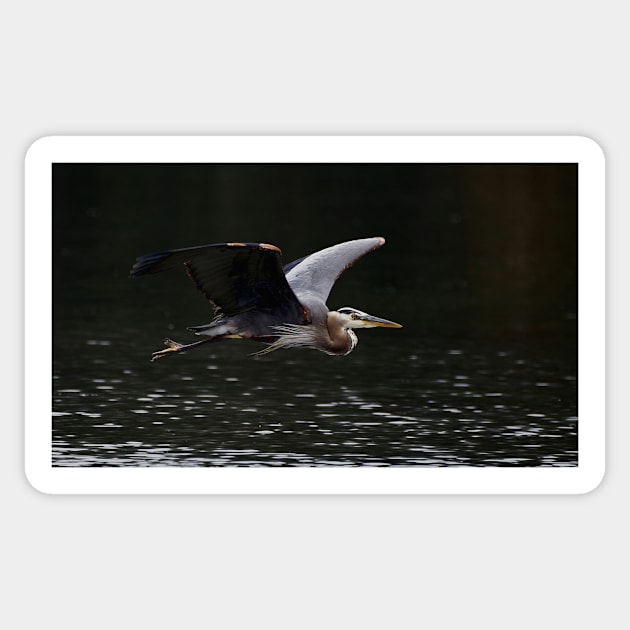 Graceful Great Blue Heron Sticker by SHWILDLIFE